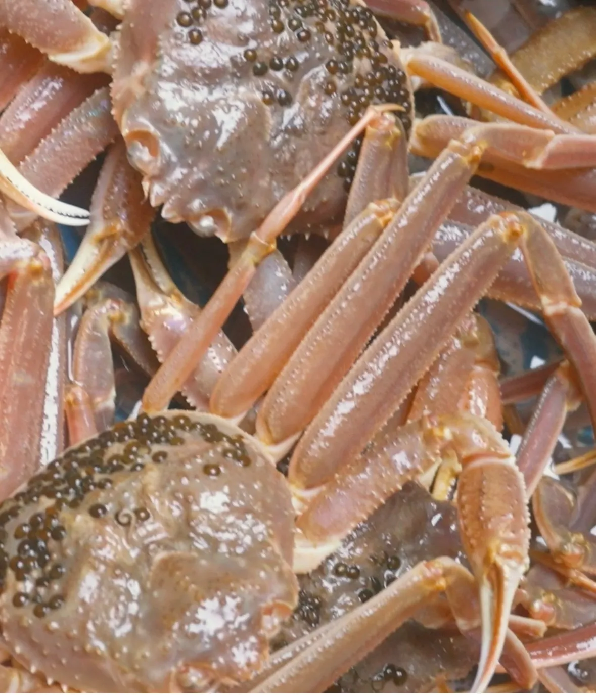 【本松葉かに】ラストスパートです!!